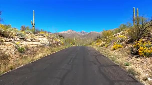 Περπάτημα Κάτω Από Δρόμο Sabino Canyon Καταλίνα Βουνά — Αρχείο Βίντεο