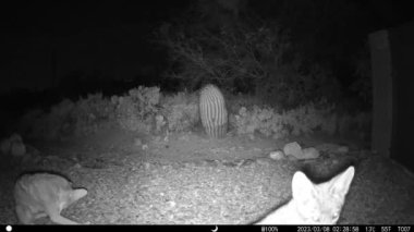 Bir grup çakal gece Arizona 'da toplanıyor. HD video.