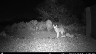 Çakallar Arizonada gece vakti HD video çekiyorlar.