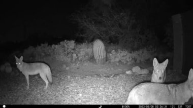 Çakallar Arizonada gece vakti HD video çekiyorlar.