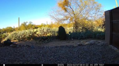 Arizonada avlanan çakal. Gündoğumu HD video.