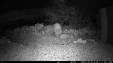 Arizona 'da gece boyunca dört büyük cirit atıldı. Oyun kamerası HD.