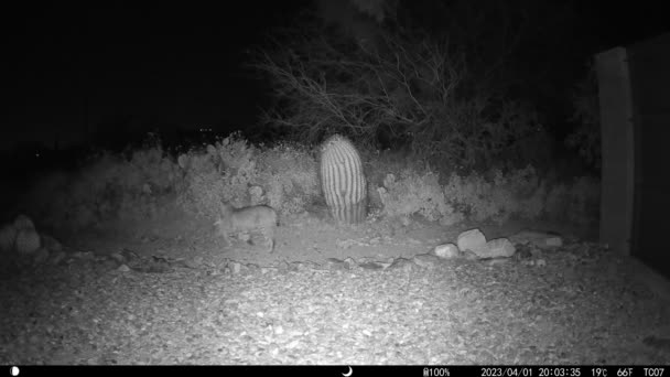 Bobcat Draagt Konijn Arizona Nacht Video — Stockvideo
