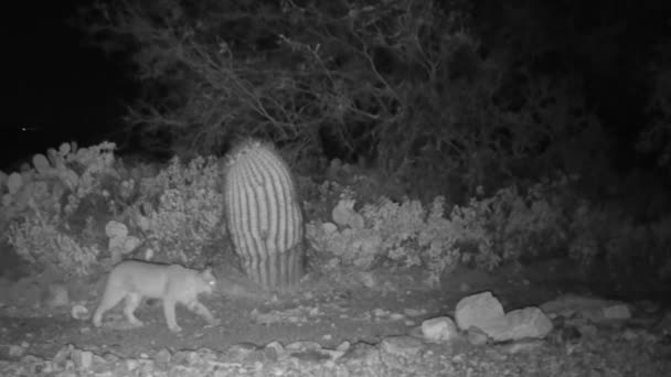 Bobcat Охоте Аризоне Ночное Видео — стоковое видео