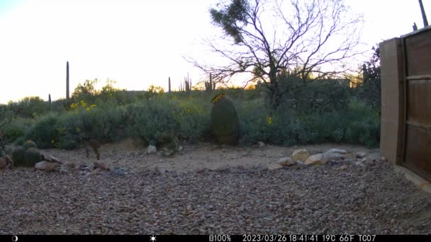 Bobcat Polowaniu Arizonie Zachód Słońca Wideo — Wideo stockowe