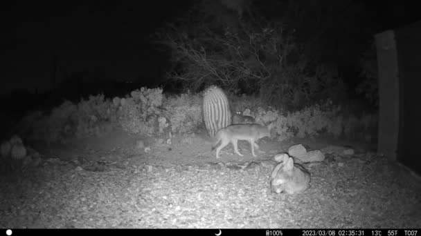 Coyote Jakt Arizona Natt Tid Video — Stockvideo