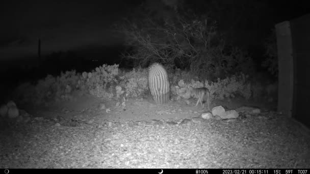 Kojot Lovu Arizoně Noční Video — Stock video