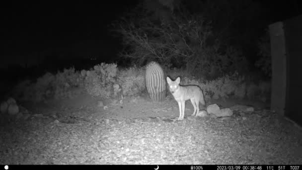 Kojoti Lovu Arizoně Noční Video — Stock video