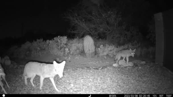 Coyote Caza Arizona Noche Vídeo — Vídeos de Stock