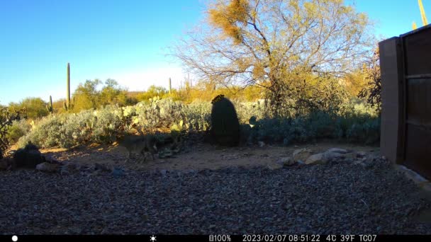 Kojot Lovu Arizoně Východ Slunce Video — Stock video
