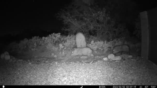 亚利桑那州夜间单人大型Javelina 游戏相机Hd视频 — 图库视频影像