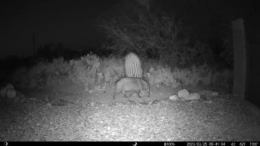 Arizona 'da geceleri tüylerini sallayan tek bir büyük javelina. Oyun kamerası HD.