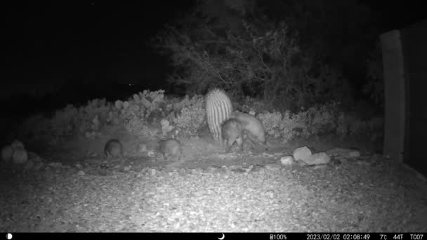 Baby Voksne Javelinaer Natten Arizona Spil Kamera Video – Stock-video