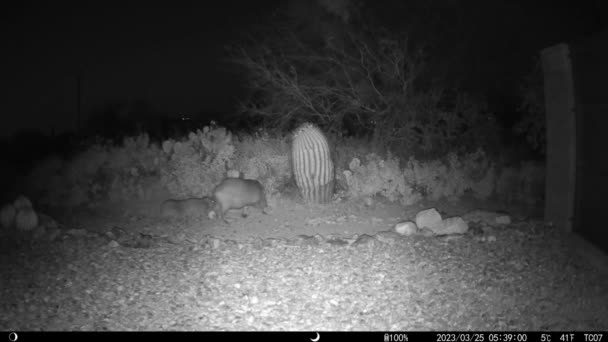 Baby Voksne Javelinaer Natten Arizona Spil Kamera Video – Stock-video