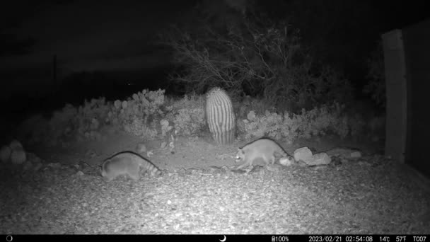 Två Stora Tvättbjörnar Natten Arizona Spelkamera Video — Stockvideo