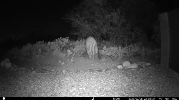 Arizona Gece Büyük Rakun Oyun Kamerası Video — Stok video