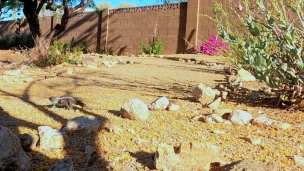 Wüsteneidechse Macht Liegestütze Tucson Arizona — Stockvideo
