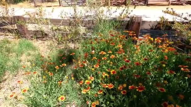 Одеяла Бабочки Ветряная Мельница Ферма Аризоне — стоковое видео