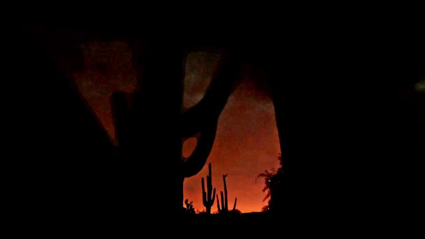 Verzweigte Blitze Dunklen Himmel Hinter Saguaro — Stockvideo