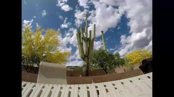 Saguaros Pohybující Mraky Modrá Obloha — Stock video