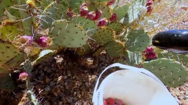 Cosechando Frutos Pera Espinosa Almohadillas Cactus — Vídeos de Stock