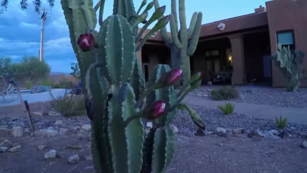 Cactus Pomme Péruvien Fleur Time Lapse — Video