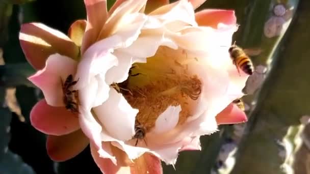 Перуанский Цветок Яблочного Кактуса Пчёлами — стоковое видео