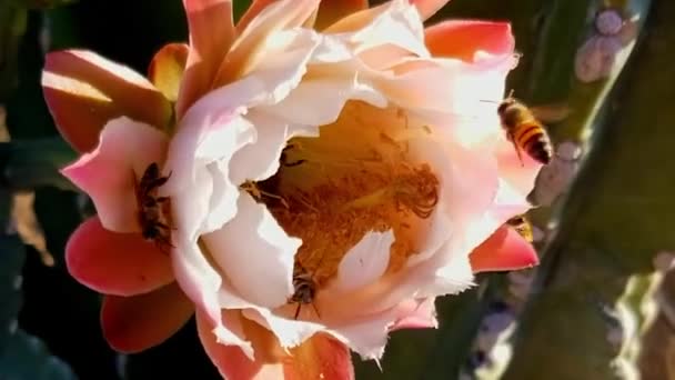 Abelhas Polinizando Peruano Apple Cactus Flores Vídeo — Vídeo de Stock