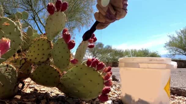 Oogsten Van Stekelige Peren Tonijn Van Cactus Pads — Stockvideo