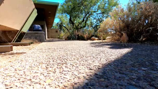 Nyfikna Roadrunner Söker Byte Tucson Arizona — Stockvideo