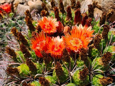 Kırmızı balık oltası kaktüs çiçekleri - Sonora Çölü