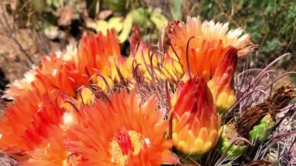 Red Fishhook Barrel Cactus Flowers Pollinating Bee — Stock Video