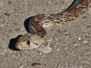 Gopher yılanı Tucson yolunda avlanıyor.