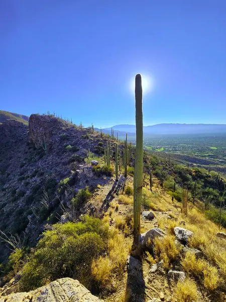 Saguaros Tucson 'un kıyısındaki bir çöl sırtında.