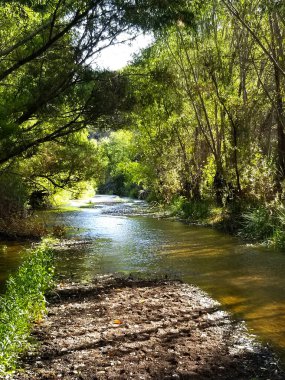 Yapraksı Yeşil Ağaçlı Aravaipa Deresi, Çakıl Barı