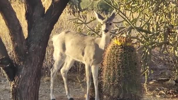 白尾鹿吃黄桶仙人掌果 — 图库视频影像
