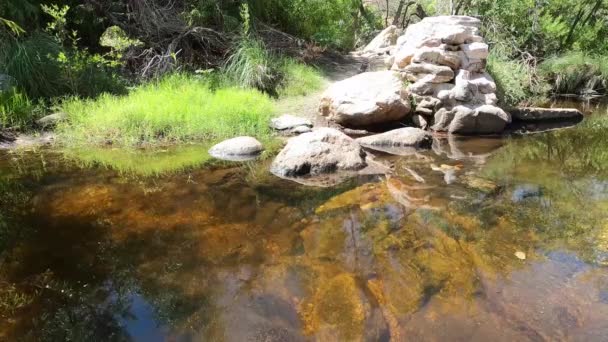Gila Chubs Swimming Sabino Creek Tucson — Stock video