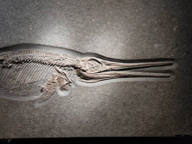 Antik iskelet fosili - gölgeli küçük ichthyosaur