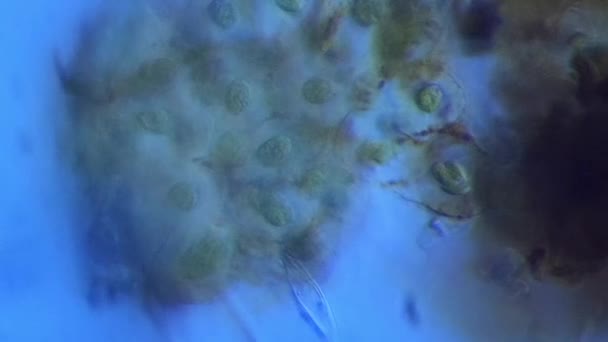 Mikroskopischer Blick Auf Mehrere Amphibieneier Arizona — Stockvideo