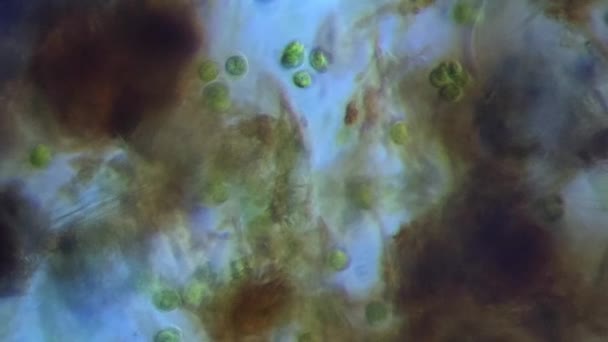 Mikroskopisk Svamphyf Chlamydomonas Gröna Alger Nostoc Cyanobakterier Och Organiskt Skräp — Stockvideo