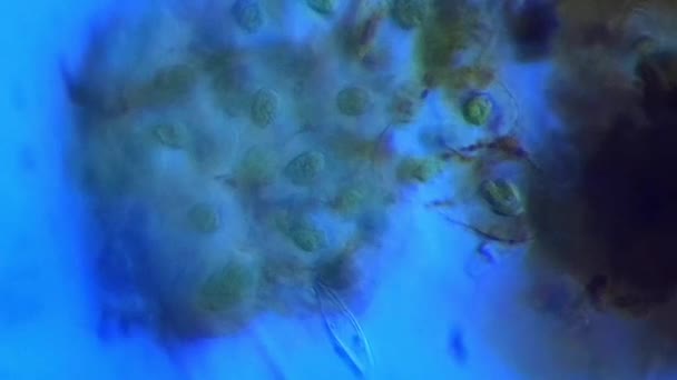 애리조나에서 암피비안 달걀의 현미경 비디오 — 비디오