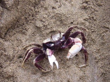 Kumsalda kumda mor ve beyaz yengeç