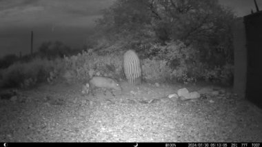 Javelina yetişkinleri, Sonoran Çölü 'nde gece vakti iki bebek
