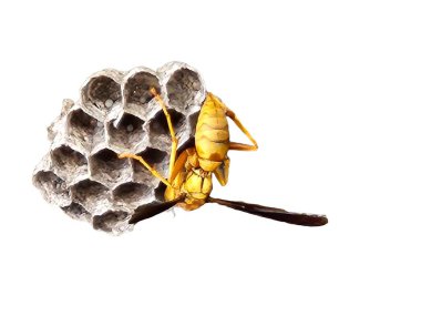 Yuvadaki kağıt eşekarısı - hücrelerdeki yumurtalar