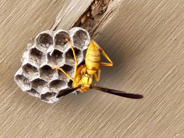 Paper wasp on nest - eggs in cells clipart