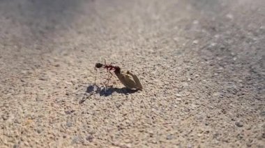 Fasulye kabuğu taşıyan çöl hasatçısı karınca.