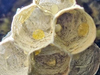 Altıgen hücreli kağıt eşekarısı yuvası, yumurta ve yiyecek topları