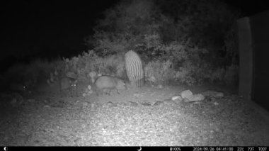 Yetişkin javelinalar ve iki bebek - Sonoran Çölü 'nde gece