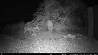 Boynuzlu coues whitetail deer - Arizona