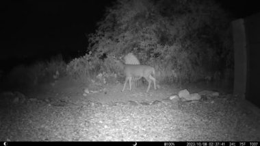 Küçük boynuzlu Coues beyaz kuyruklu geyiği - Arizona